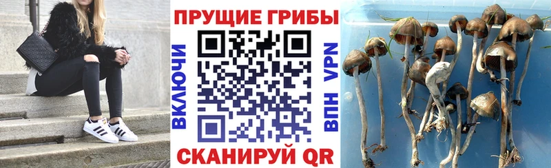 Галлюциногенные грибы Cubensis Нижние Серги